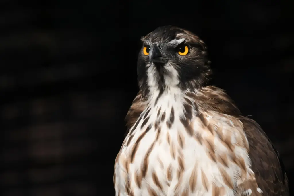 「能ある鷹は爪を隠す」の本当の意味とは？静けさに宿る本物の強さ｜本質を見極める