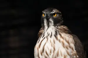 「能ある鷹は爪を隠す」の本当の意味とは？静けさに宿る本物の強さ｜本質を見極める